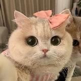 Говорит Китти