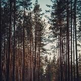 Русская ХвоЯR