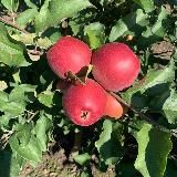 Яблоки мясоедово Город Сад