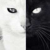 Салун аналитики