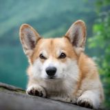 Крошка корги Чат