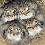 ЗАКРЫТО | наш чеченский трип