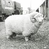 большая хыха