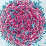 Вакцинация | Сертификат | Спутник V