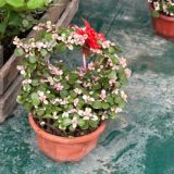 . 🌸SεvႺเრ ▷─ูⷪ─ูⷧ─ูⷧ─ูⷪ─ูⷯ─ูⷢ─ูⷶ🌸.