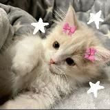 Отправь это