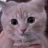 Lxnermeow•