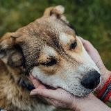 Путилковские Псы ищут Людей 🏡