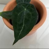 Star plants