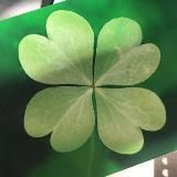 Щоденник лікаря