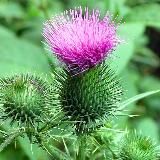 ThistleArts и его гейские мужики 🏳️🌈🏳️⚧️