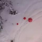 Мухоморы сушеные