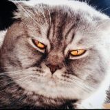 Крипта от кота 🐈⬛