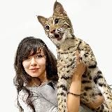 Розплідник Royal Cats ❤️ Коти та кошенята з України