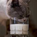 Кольские сливки😼