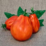 Томатный Рай