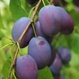 ГО ВЗВОД 2.0🫡