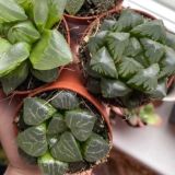 Зеленая комната