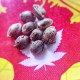 Крымские Семечки - гроурепорты