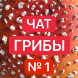 №1 Muhomorspace.ru ГРИБОЕДЫ Чат - Мухоморы 🍄🍄🍄 16 + ГРИБНИКИ пантерный ежовик кордицепс мака перуанская мукуна бады здоровье йог