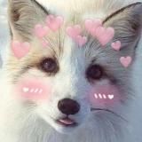 Дом Лисят | Home Foxes