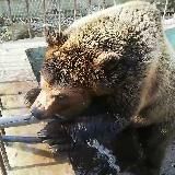 Приют Белоснежки The Snow White's Shelter