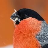 Mikhail Golomysov | Фотозаметки бёрдвотчера