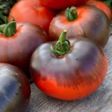 Садовая Пчёлка