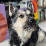 Дружок new life