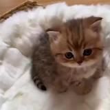 бесконечные котята