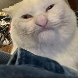 Укусила обезьяна