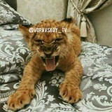 ✵ВоР В ЗаКоНе✵А.У.Е✵