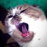 шерстяные пидарасы