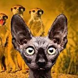 Кот Костян