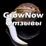 Отзывы GrowNow Seeds 🖖