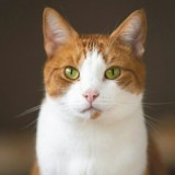 Фото Котов🐱-Собак🐶