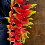 Бархатный сорняк 🩶