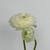 дневник моих мыслей