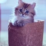 Пушистые котики