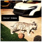 𝓒𝓸𝓸𝓵 𝓥𝓲𝓭𝓮𝓸𝓼 ( 𝓖𝓻𝓸𝓾𝓹 )