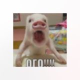 🚨л°мтишка чат🚨