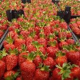 Ферма Лесниченко 🍓Выращивание клубники, саженцы 🌱