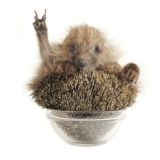 Ежихин поезд 🦔🦔🦔💨💨💨