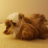 SFW Furry Art Market