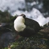 Радио «Водяной дрозд»