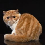 Персы и Экзоты Питомник Iz Doma Afrodite