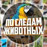 По Следам Животных