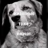 Москва. Поиск. Спасение животных