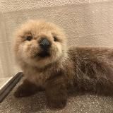 скотомобильник