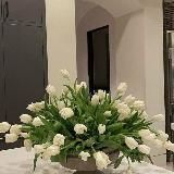 𝑴𝒂𝒈𝒊𝒄 𝒈𝒂𝒓𝒅𝒆𝒏🧚♂️✨